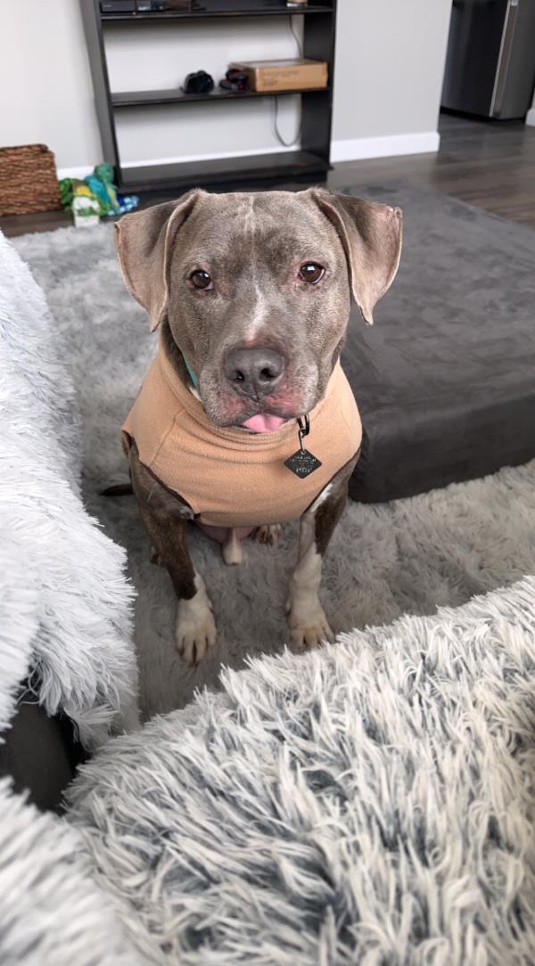 /Images/uploads/Louies Legacy Animal Rescue/cutest-rescue-pet-2023/entries/28071thumb.jpg